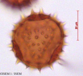 Dombeya ficulnea - lame n° 29262